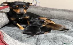 Jack Russell dogs for sale: Miniature Jack Russells - Image 7
