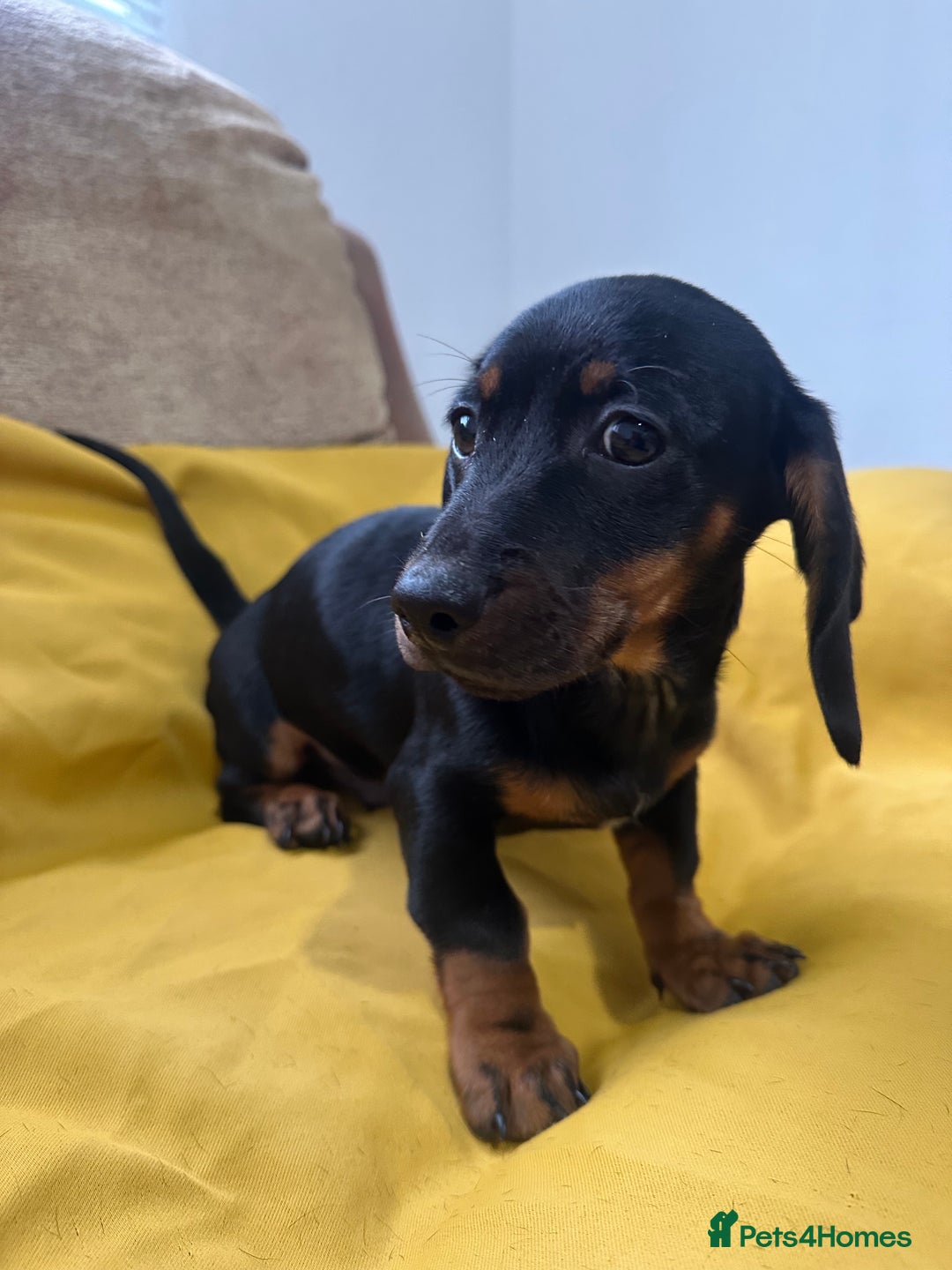 Dachshund dogs for sale: 3 Male Dachshund puppies - Advert 6