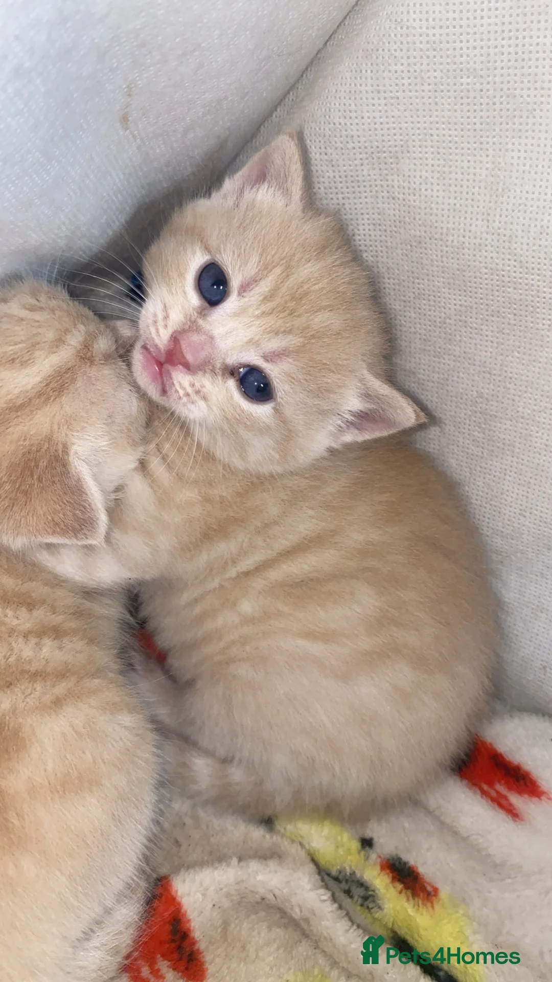 Domestic Shorthair cats for sale: Cream female kittens  in Newark - Advert 1