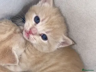 Domestic Shorthair cats Cream female kittens - Advert 1