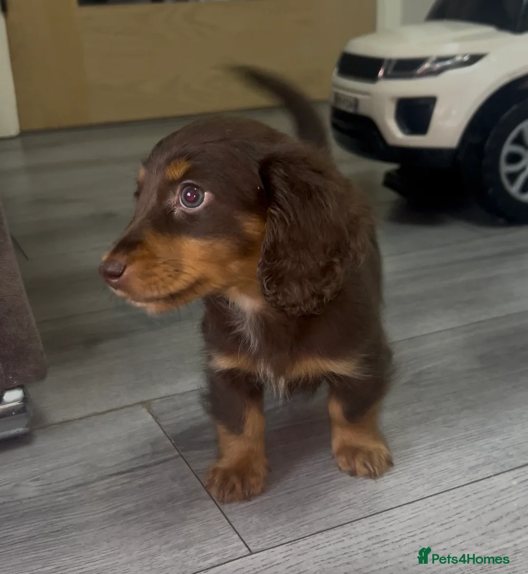 Miniature Dachshund dogs for sale: Longhaired miniature dachshunds💗🩵 - Advert 2