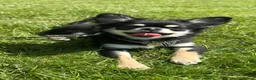 Chihuahua dogs for sale: KC reg chihuahua girl pup (health tested parents) - Advert 11