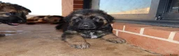 German Shepherd dogs for sale: German Shepherd Puppies - For sale in London - Advert 4