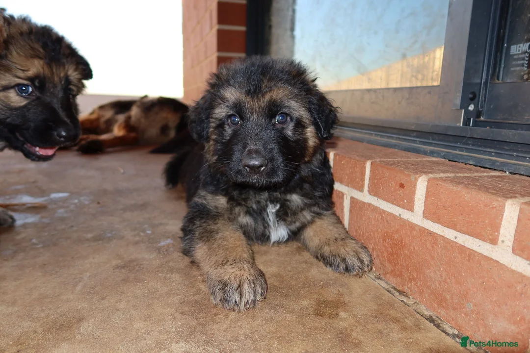 German Shepherd dogs for sale: German Shepherd Puppies - For sale in London - Advert 4