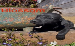 Mixed Breed dogs for sale: Stunning DNA heath test Collie x Hungarian Viszla - Image 17