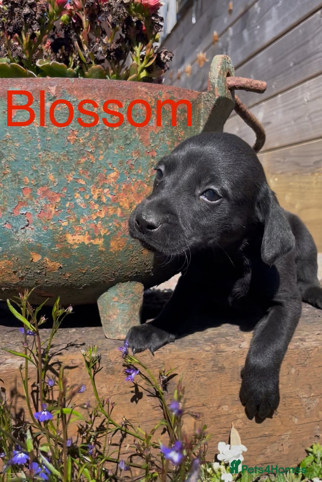 Mixed Breed dogs for sale: Stunning DNA heath test Collie x Hungarian Viszla - Image 17