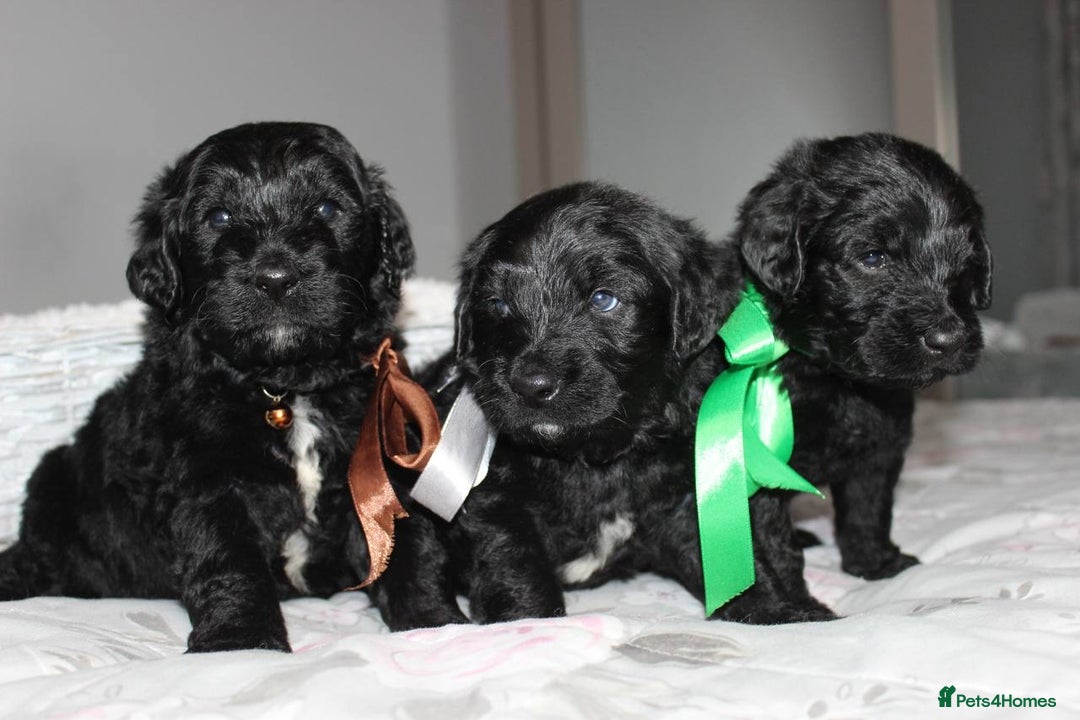Goldendoodle dogs for sale: F1 Goldendoodle black Puppies - Advert 2