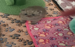 British Shorthair cats for sale: British Shorthair Kittens - Image 7