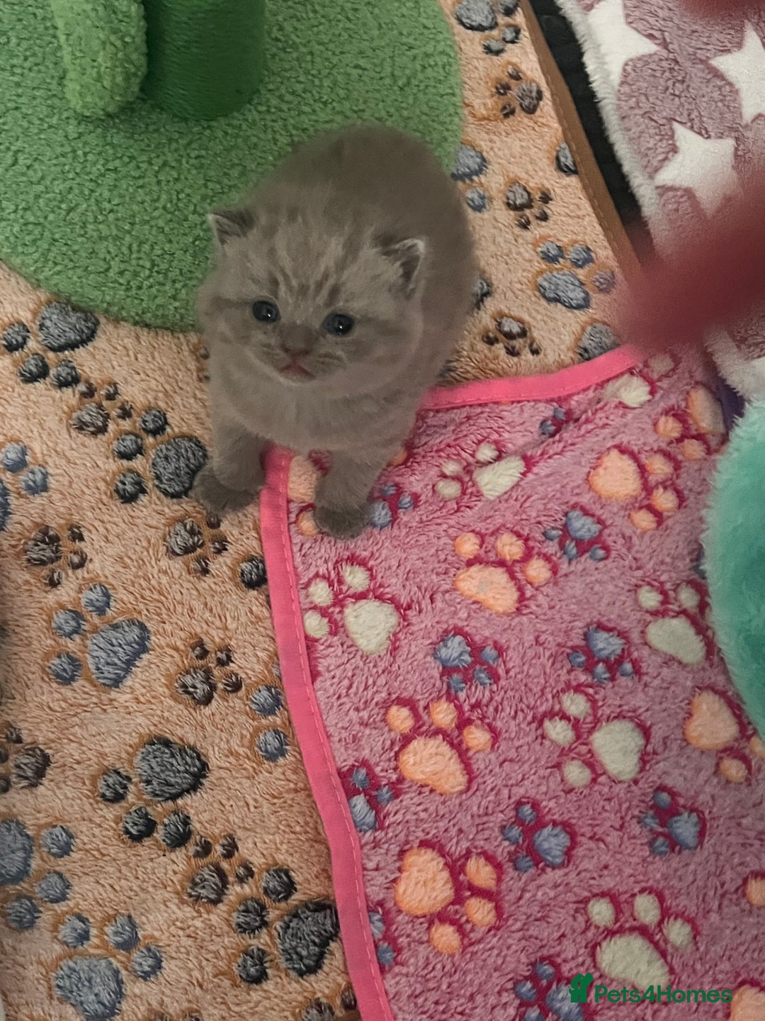 British Shorthair cats for sale: British Shorthair Kittens - Image 7