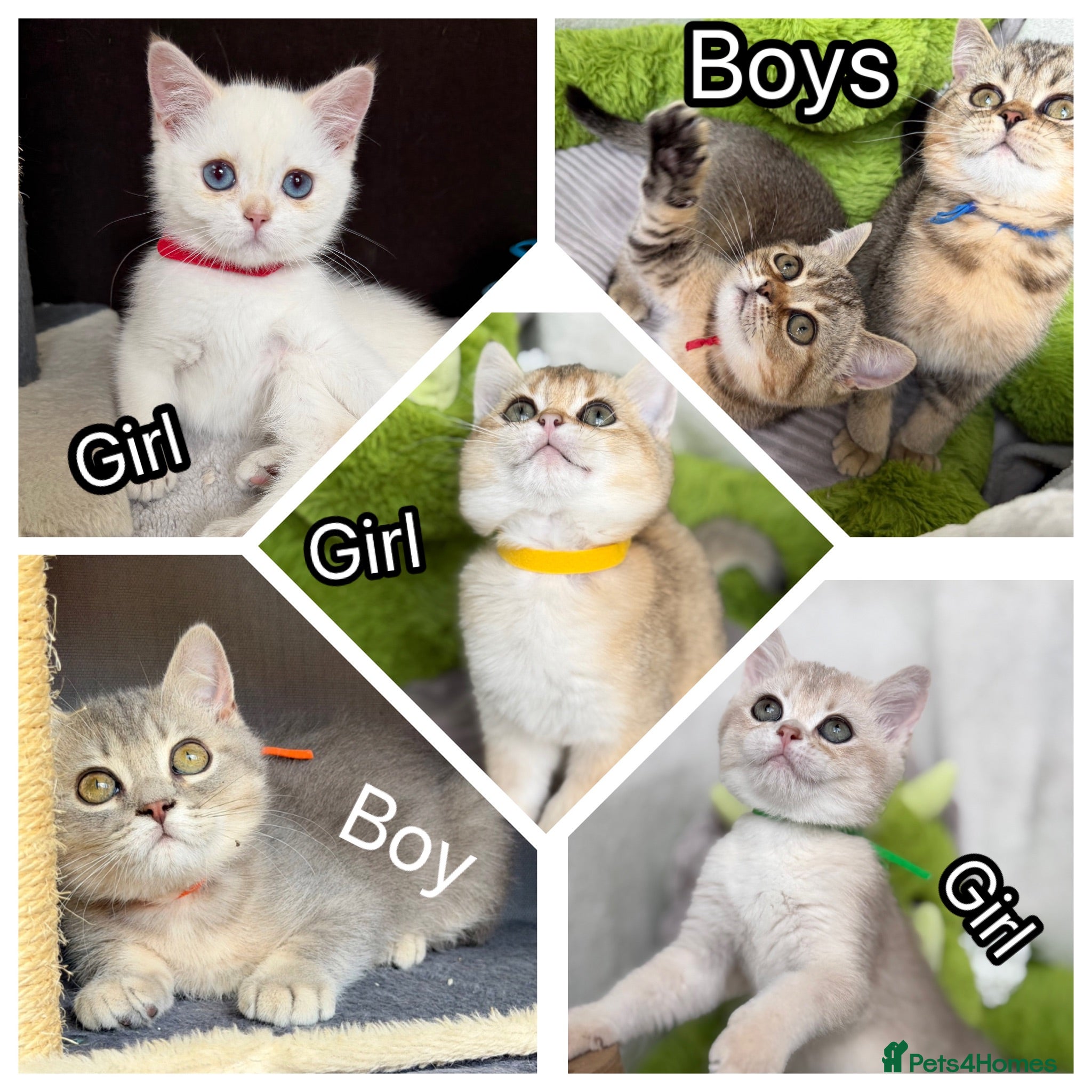 British Shorthair cats Adorable British Shorthair golden kittens   - Advert 3