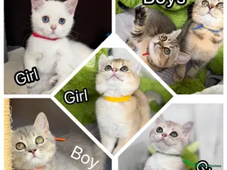 British Shorthair cats Adorable British Shorthair golden kittens - Advert 4