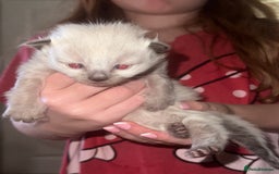 Siberian cats for sale: Full Siberian Litter. Quick sales before holiday - Image 19