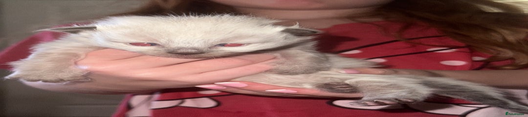 Pink collar Neva Masquerade 