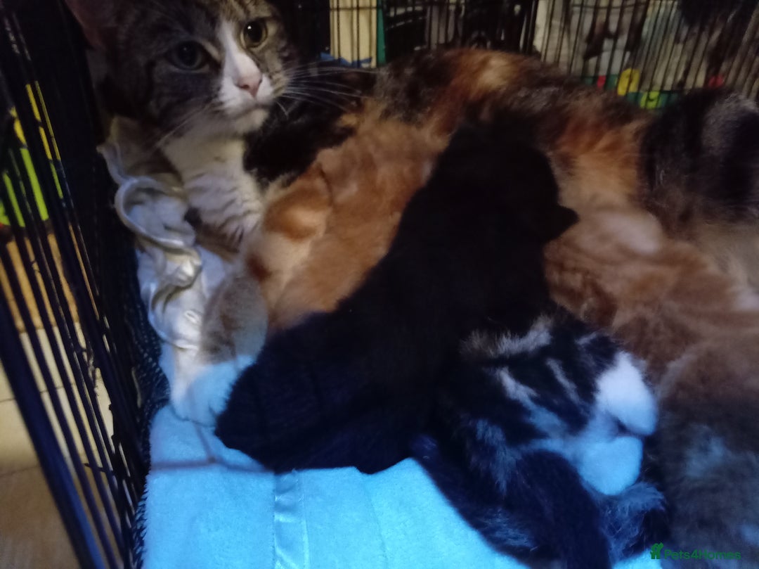 Mixed Breed cats for sale: Four mixed breed British short kittens - Image 34
