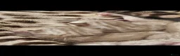Bengal cats for sale: Snow mink bengals - Advert 6