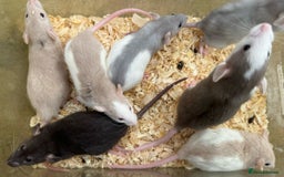 Rat rodents for sale: Young dumbo rats for sale - Image 3
