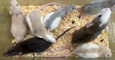 Rat rodents - Advert 11