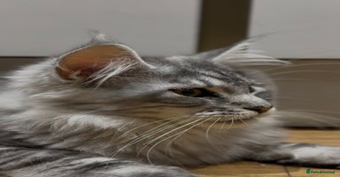 Maine Coon cats - Advert 5