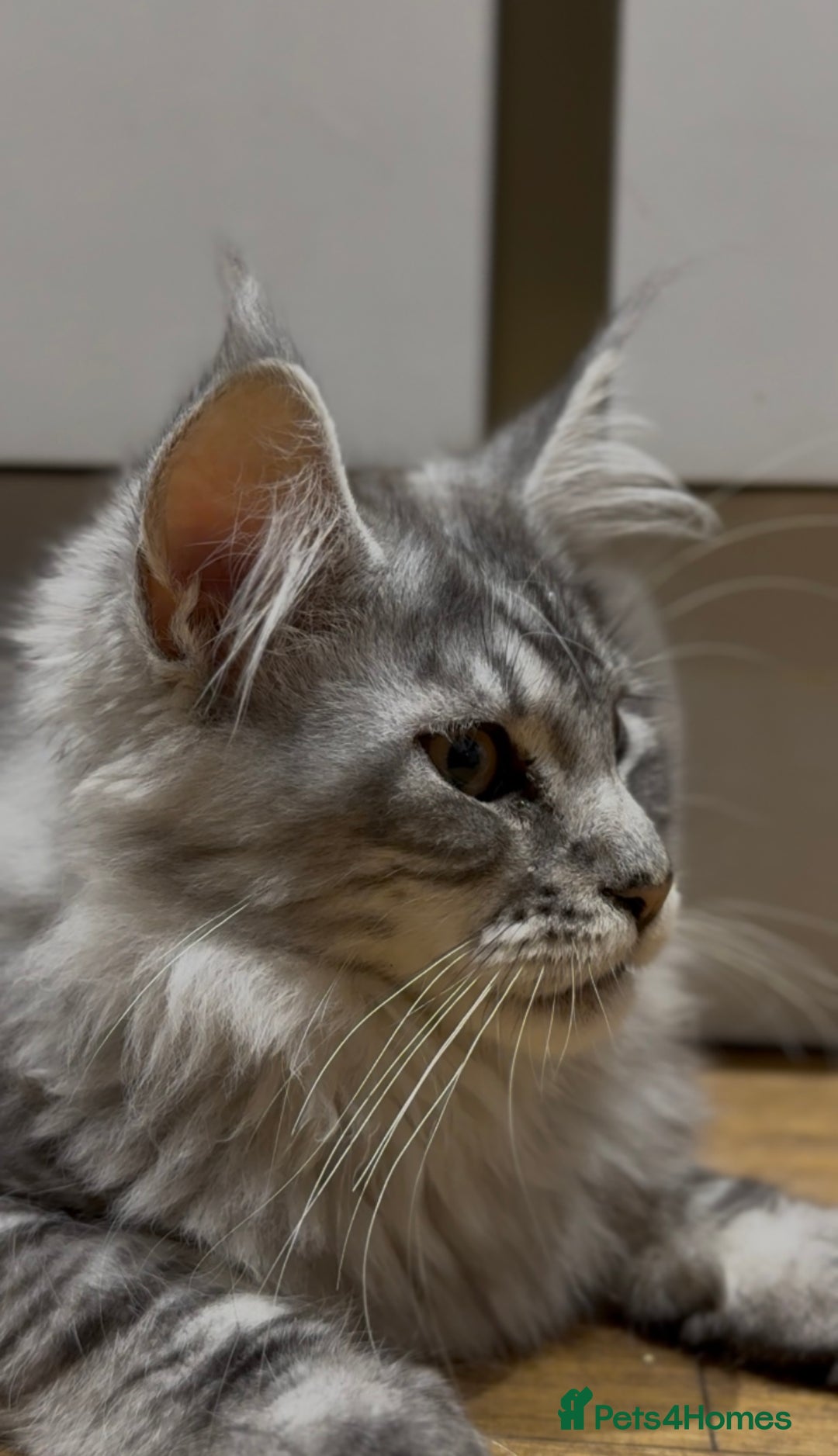 Maine Coon cats for sale: Maine coon kittens•Ready to leave•Fully vaccinated - Image 8