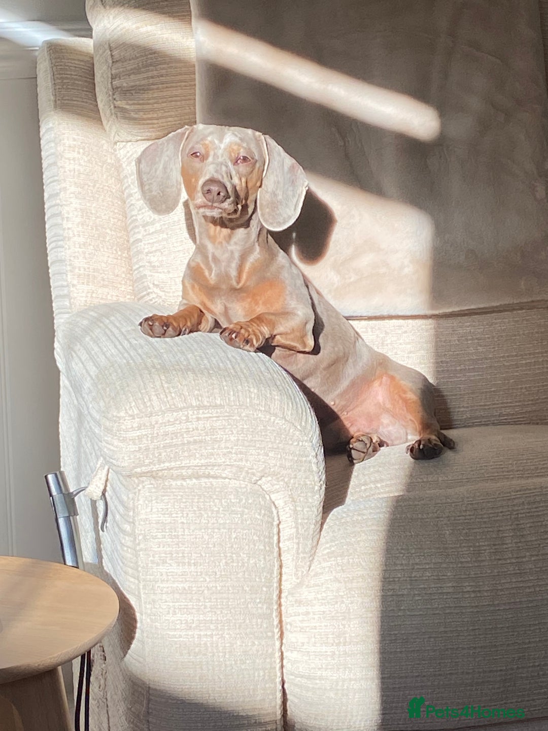 Miniature Dachshund dogs for sale: Miniature Dachsund Smooth Hair - Image 7