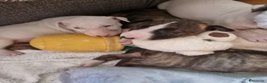 Bull Terrier 1