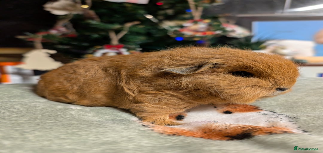 Gallery Image {{count}}