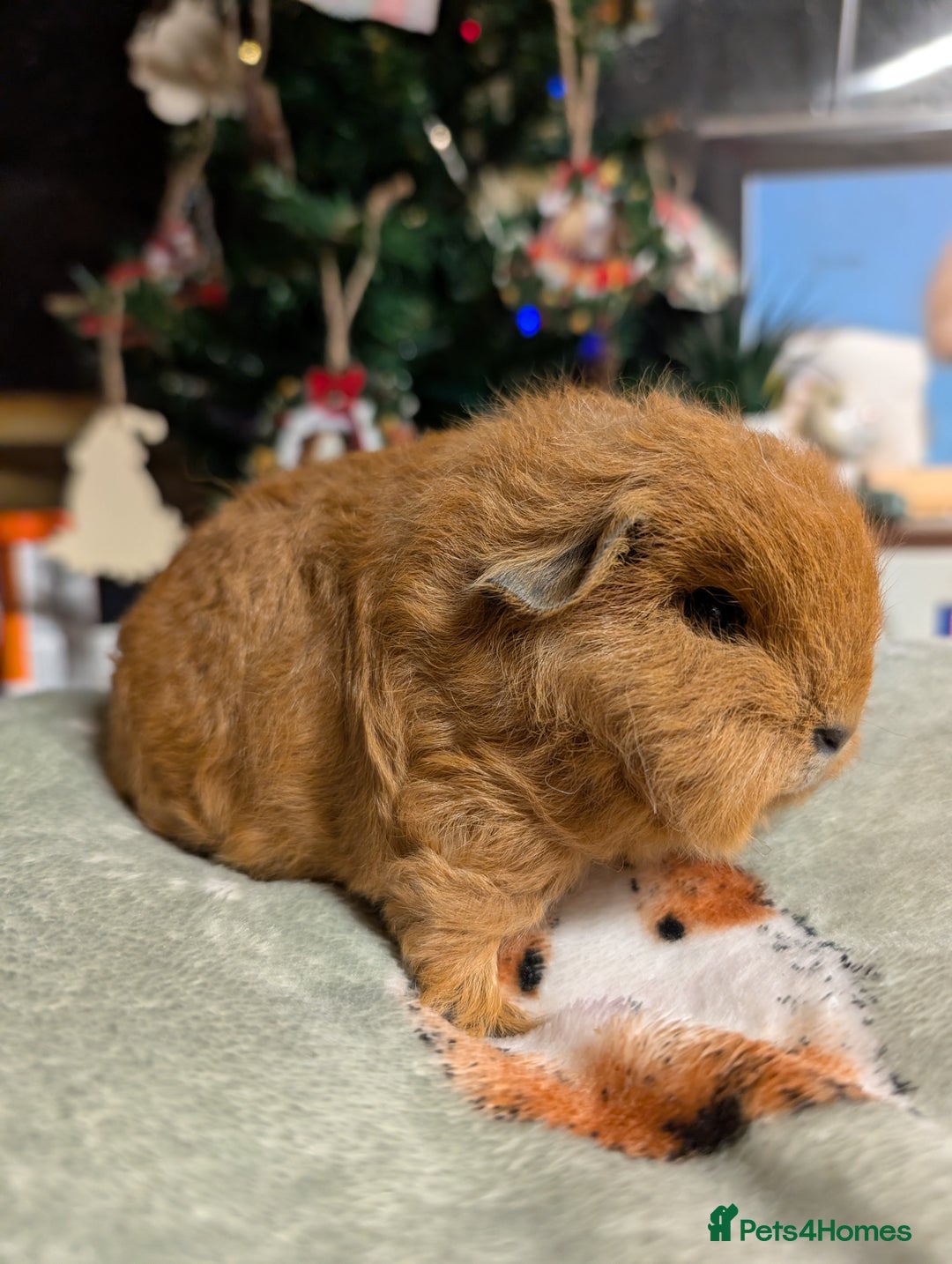 Gallery Image {{count}}