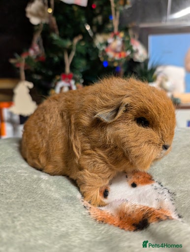 Gallery Image {{count}}