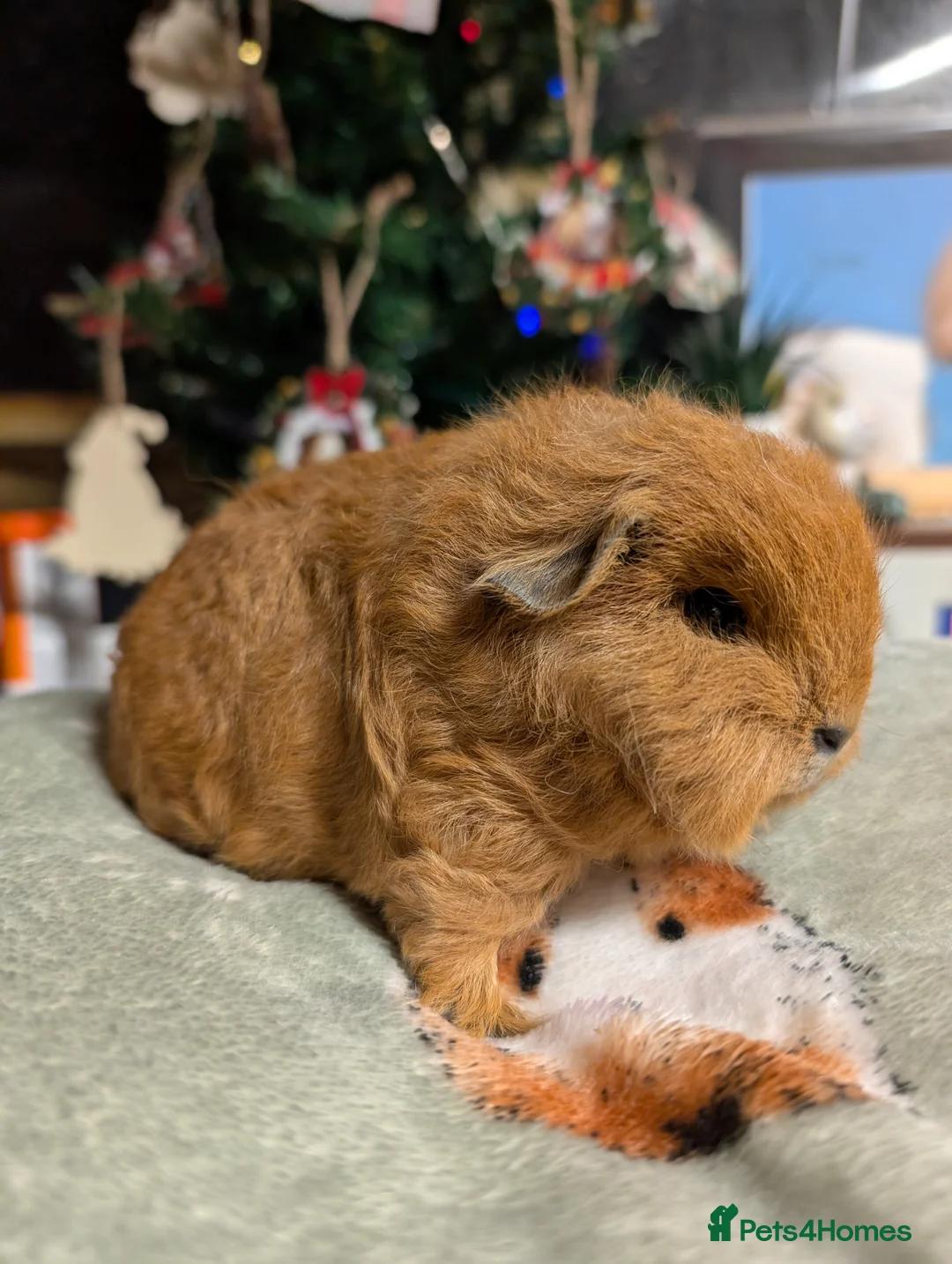 Gallery Image {{count}}