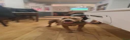 Mixed Breed dogs for sale: American staffordshire cross english bull terrier - Advert 6