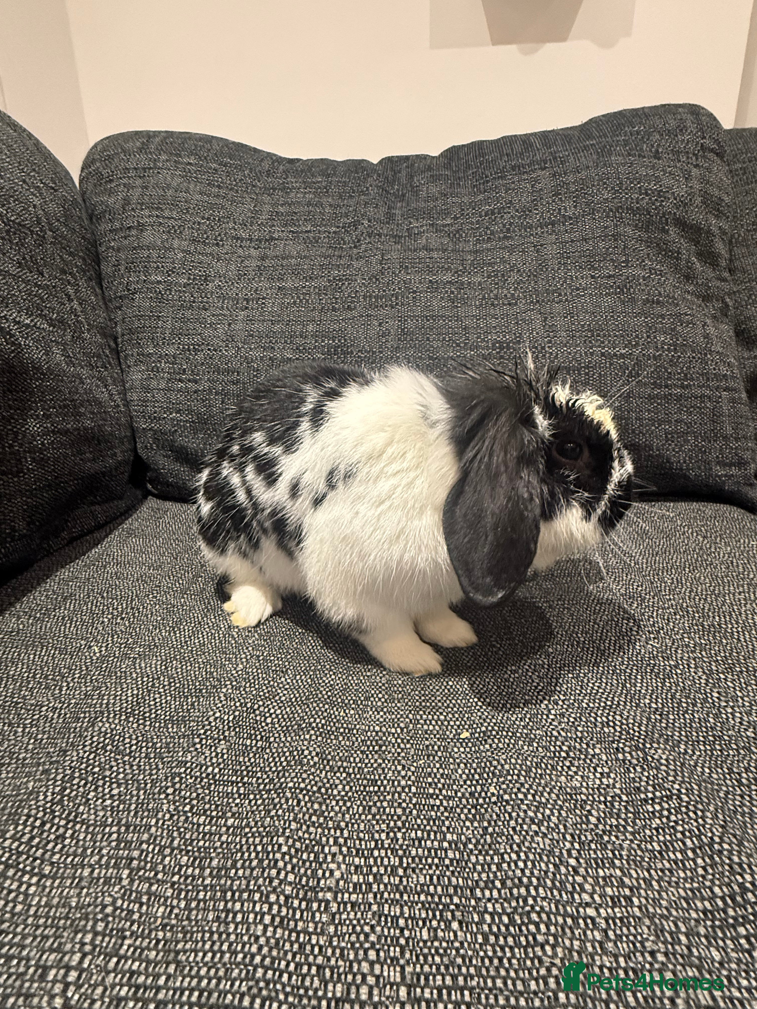Mixed Breed rabbits 3 male Rabbits 💙 - Advert 3