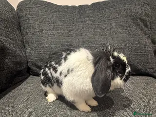 Mixed Breed rabbits 3 male Rabbits 💙 - Advert 3