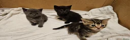 Mixed Breed cats for sale: Mixed Gray British Shorthair kittens 🩶 - Advert 9