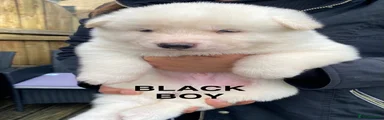 Black boy