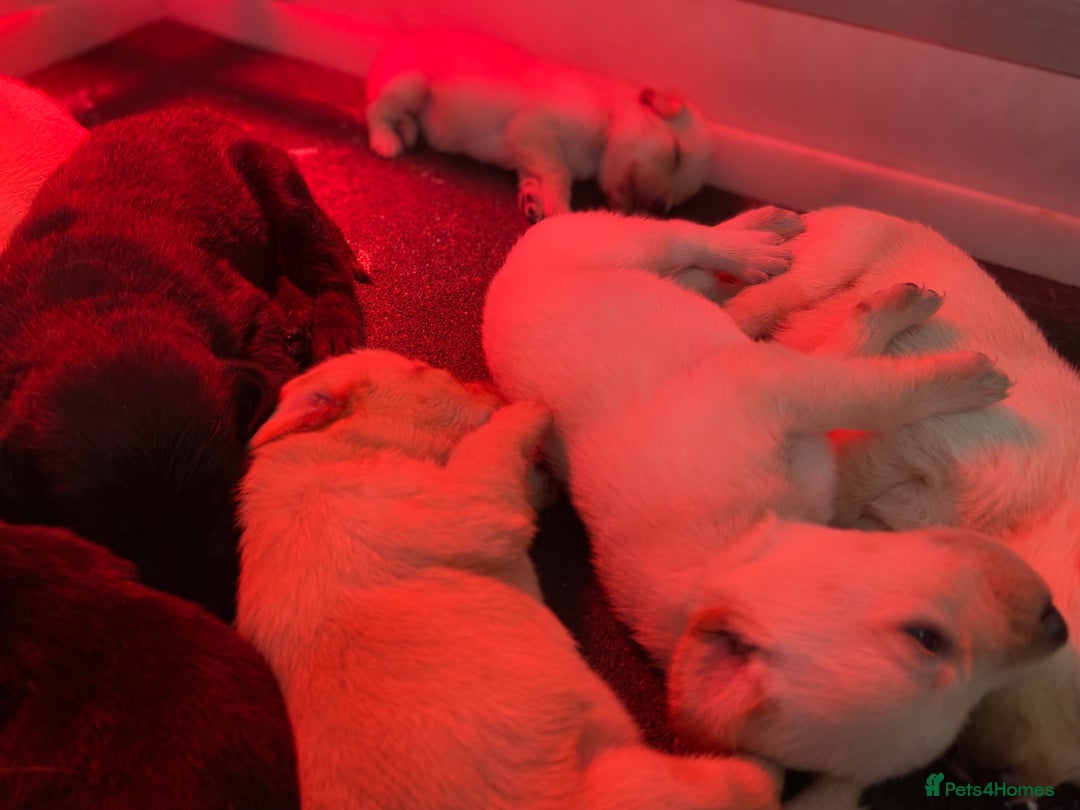 Labrador Retriever dogs for sale: Labrador pups  - Image 7
