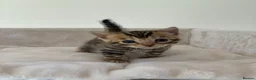 Bengal cats for sale: Best Bengal kittens in the U.K.  - Advert 11