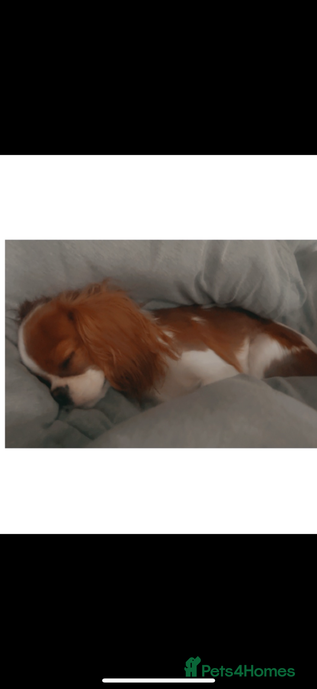 Cavalier King Charles Spaniel dogs for sale: King Charles female  - Advert 3