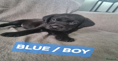 Labrador Retriever dogs - Advert 10
