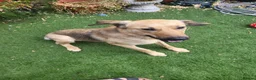 Mixed Breed dogs for adoption: SKY  ( 20 months) - Advert 12