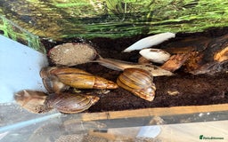Snails invertebrates for sale: 3 x Giant African Snail with Tank, heaters & food - Image 4