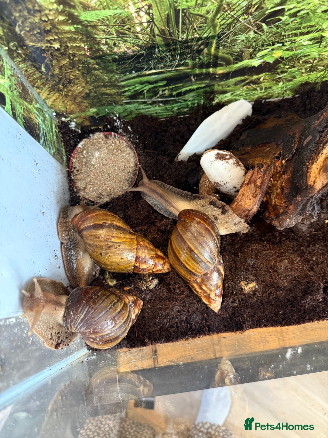 Snails invertebrates for sale: 3 x Giant African Snail with Tank, heaters & food - Image 4