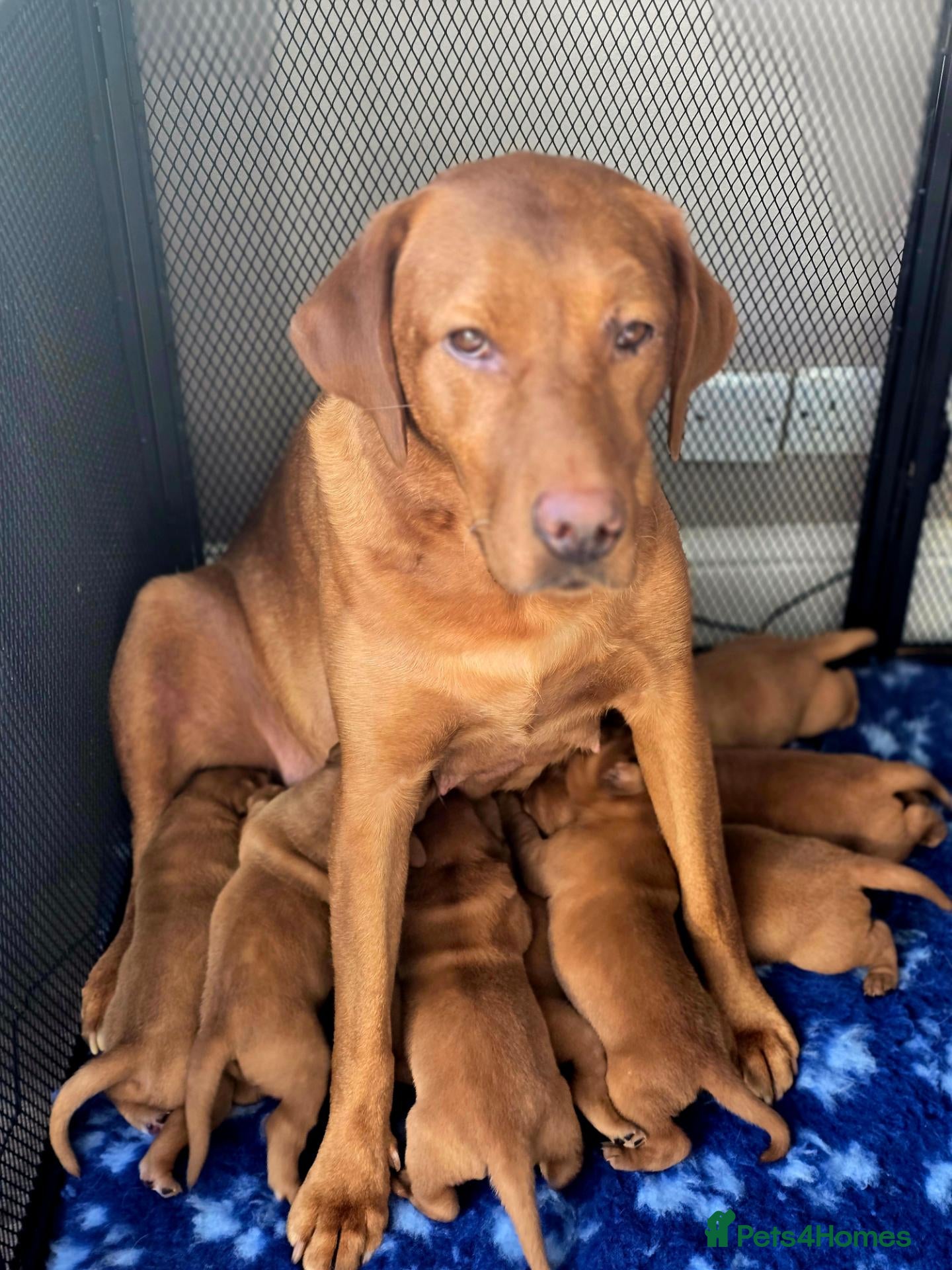 Labrador Retriever dogs Stunning litter of Fox Red Labrador Retrievers  - Advert 1