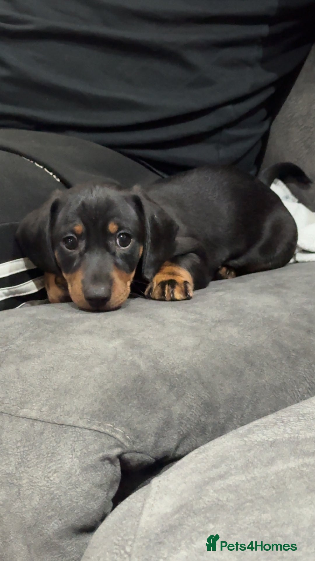 Dachshund dogs for sale: Black and Tan dachshund  - Advert 2