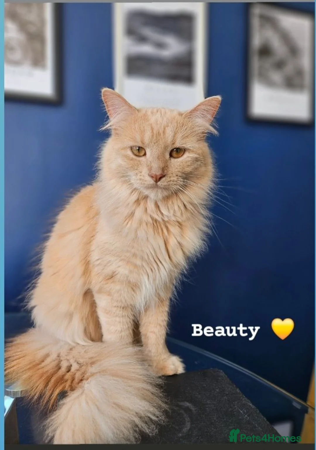 British Longhair cats for sale: Sandy (Long haired) Peach (Tortishell) in Kidderminster - Advert 2