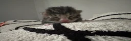 Mixed Breed cats for sale: 4 mixed breed kittens - Advert 7