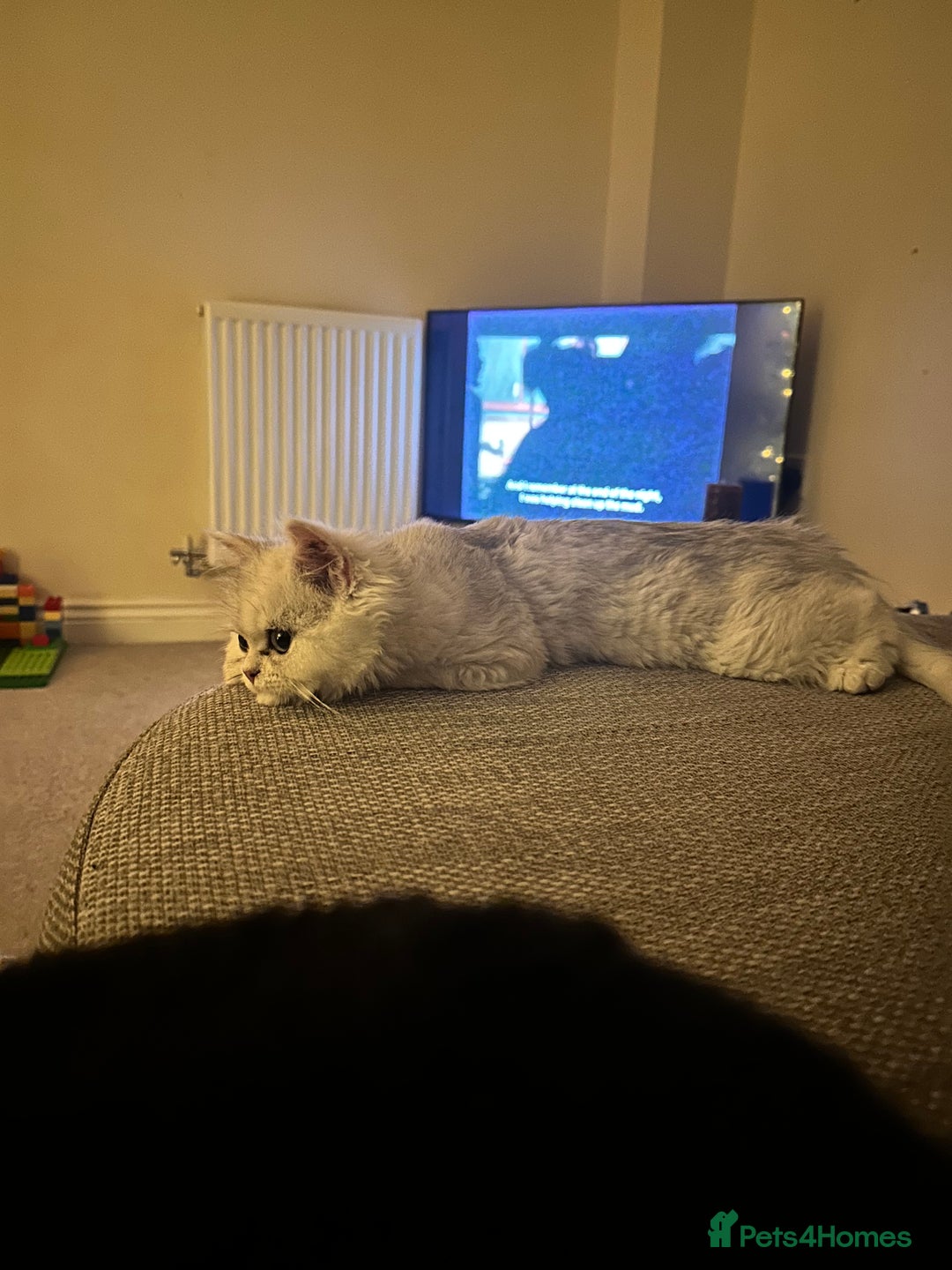 Persian cats for sale: Two stunning Chinchilla Persian Kittens - Advert 10