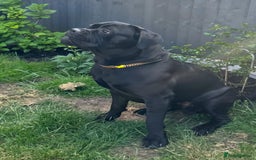 Cane Corso dogs for sale: Cane corso 18 months boy looking for a new home - Image 7