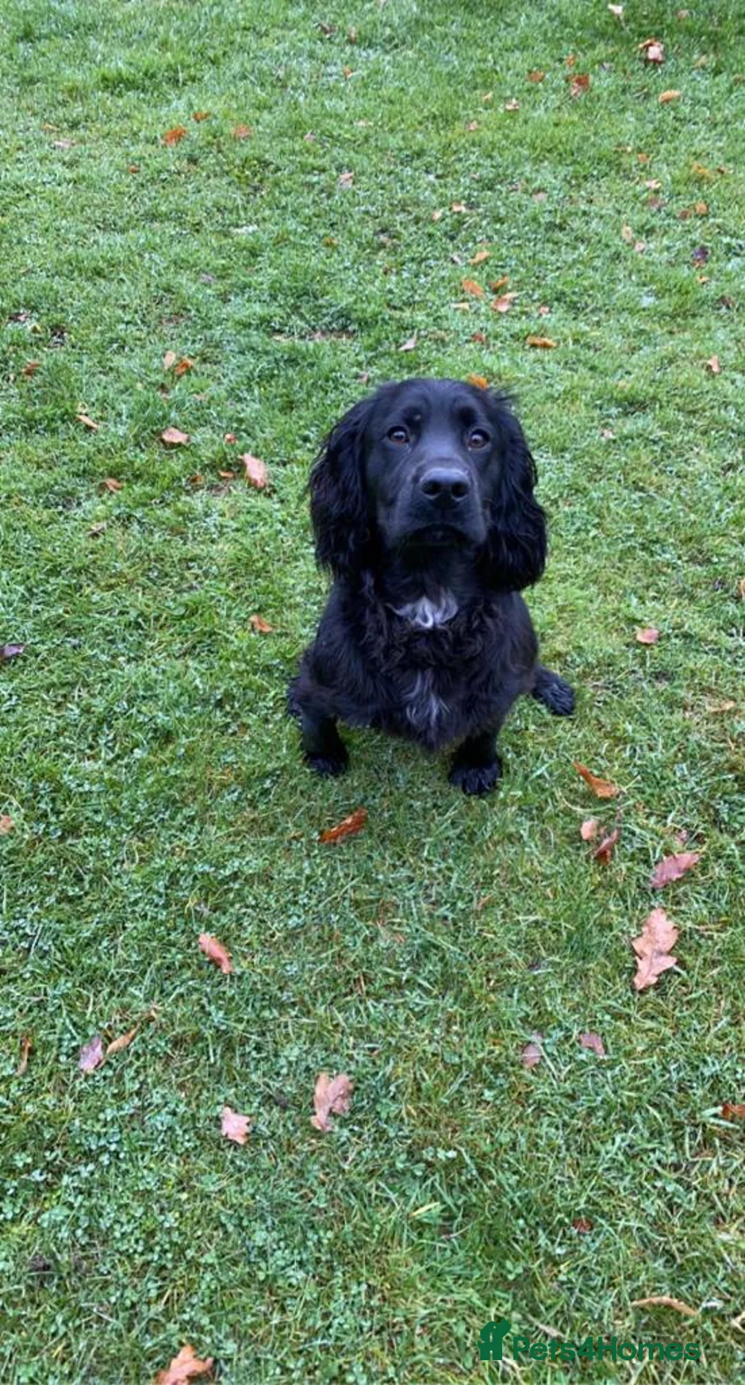 Cocker Spaniel dogs for sale: Gorgeous Litter of Cocker Spaniel Puppies in Inverness - Advert 10