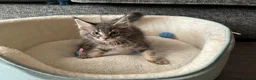 Maine Coon cats for sale: GCCF Maine Coon, Grand Champion bloodline in Grantham - Advert 2