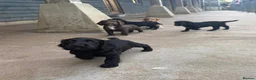 Cocker Spaniel dogs for sale: BEAUTIFUL MIXED COLOUR LITTER,HEALTHTESTED PARENTS - Advert 10